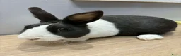Dutch rabbits for sale: Dutch rabbit  in Newark - Advert 3
