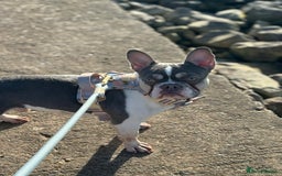 French Bulldog dogs for sale: URGENT rehome male French bulldog  - Image 2