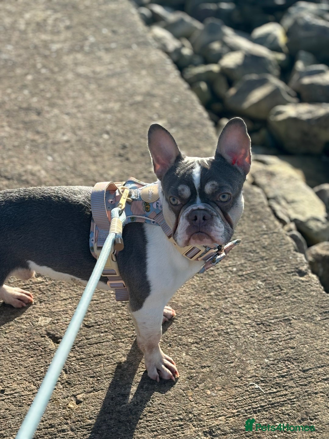 French Bulldog dogs for sale: URGENT rehome male French bulldog  - Image 2