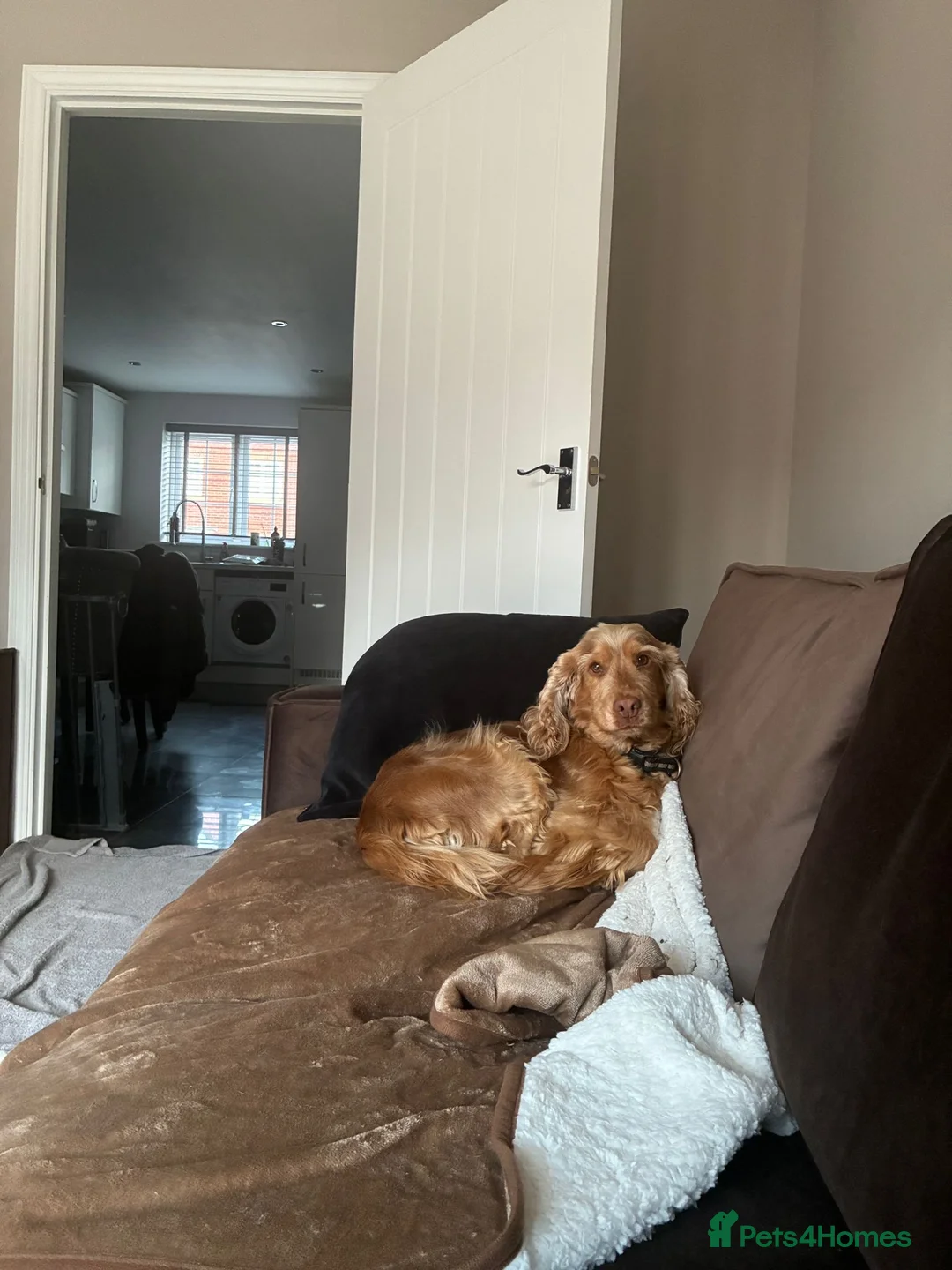 Cocker Spaniel dogs for sale: Kc reg show cockers - Advert 8