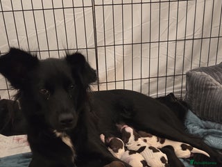 Mixed Breed dogs 3 mixed breed spaniels - Advert 1