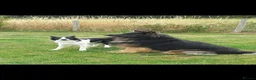 Mixed Breed dogs for sale: Border Collie x German Shepherd - Advert 12