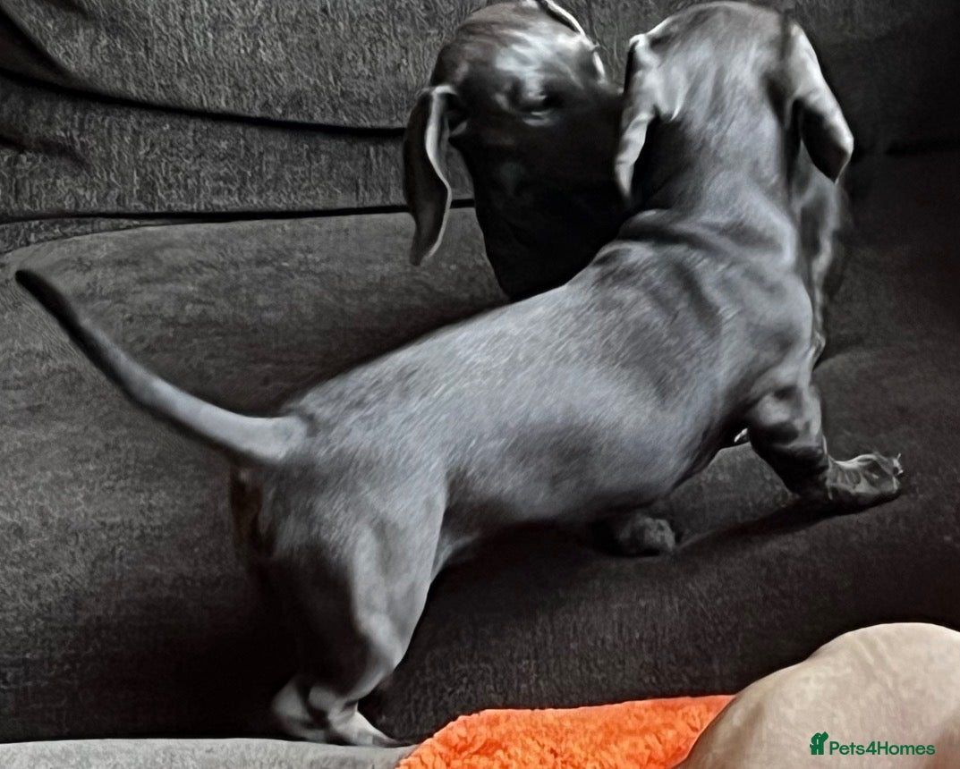 Dachshund dogs 2 Stunning Dachshund Girls  - Advert 1