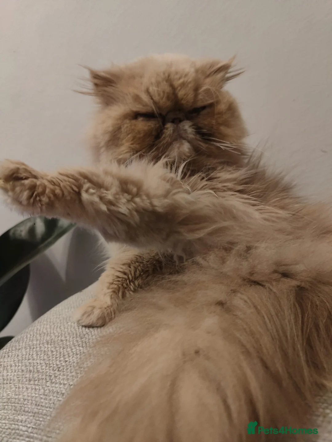 Persian cats for sale: Beautiful Persian Cat-2.5 Years Old in Manchester - Advert 5