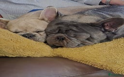 French Bulldog dogs for sale: French bulldog male  - Image 6