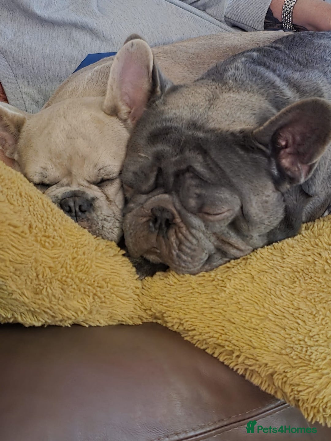 French Bulldog dogs for sale: French bulldog male  - Image 6