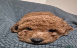 Cockapoo dogs for sale: Gorgeous Cockapoo For Sale - Image 25