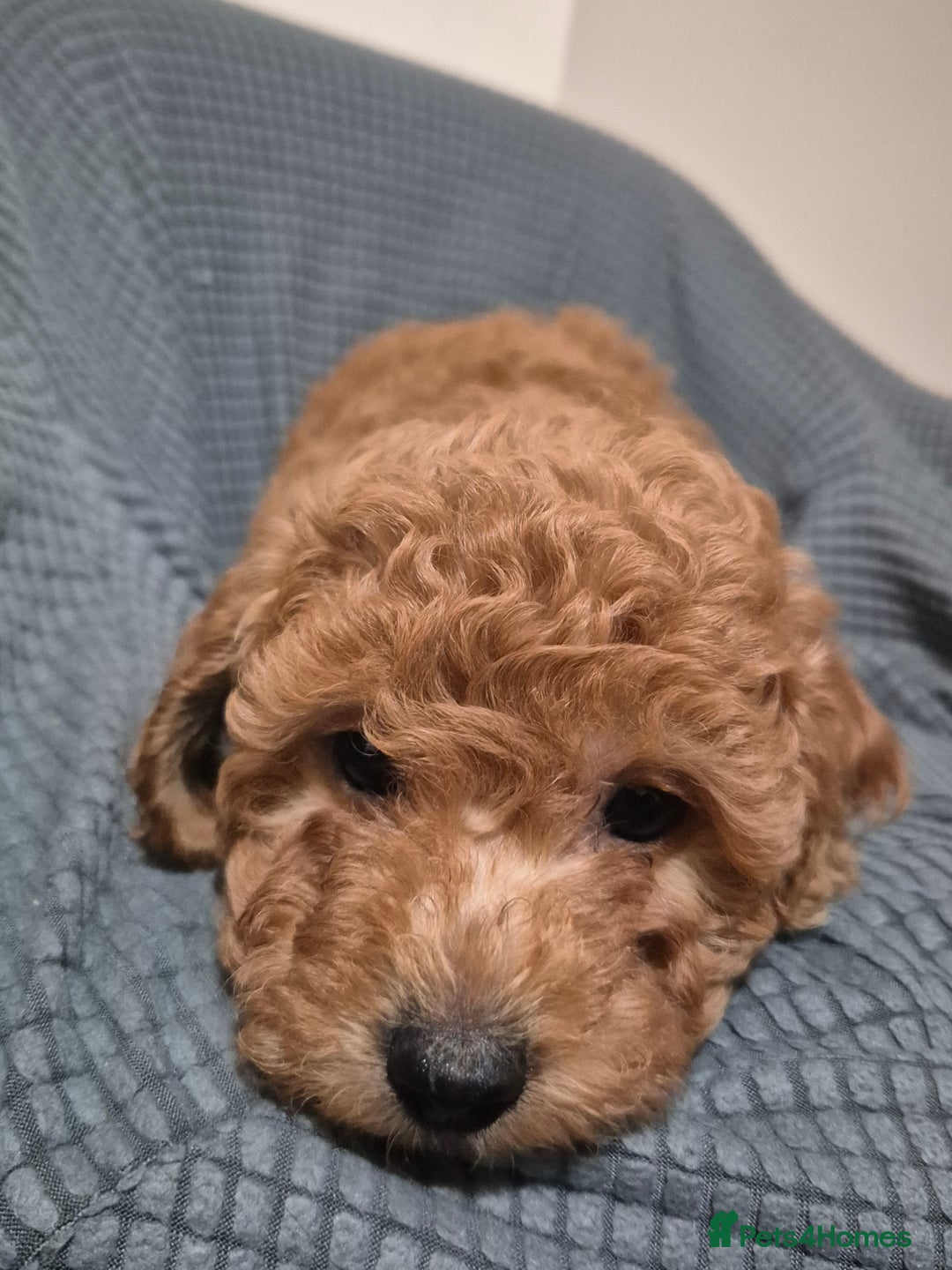 Cockapoo dogs for sale: Gorgeous Cockapoo For Sale - Image 25