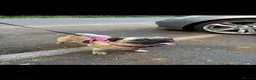 Pug dogs for sale: Beautiful pug - Advert 5
