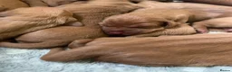 Hungarian Vizsla dogs for sale: Stunning KC registered Hungarian Vizsla Puppies  - Advert 4