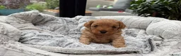 Cavapoo dogs for sale: Beautiful Male Cavapoo Puppies – £1,500 🐾 - Advert 8