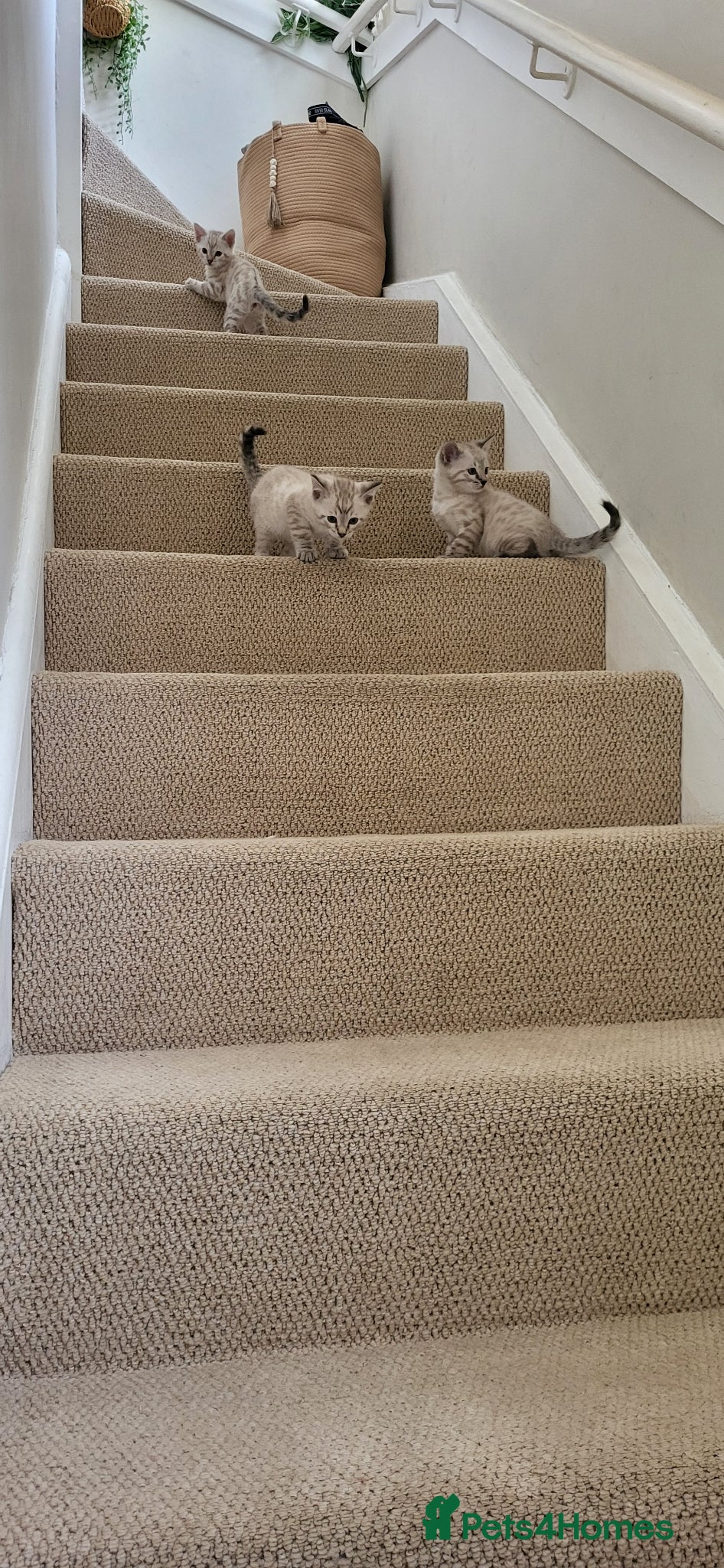 Bengal cats Bengal kittens  - Advert 2