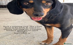 Mixed Breed dogs for adoption: Gambit, 5 yrs approx. Available for adoption. - Image 21