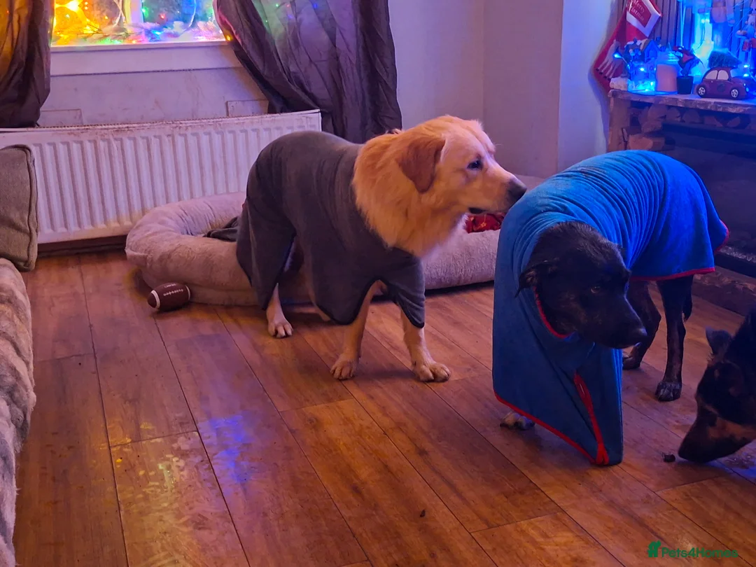 Mixed Breed dogs for sale: Border retreiver male puppy - Advert 2