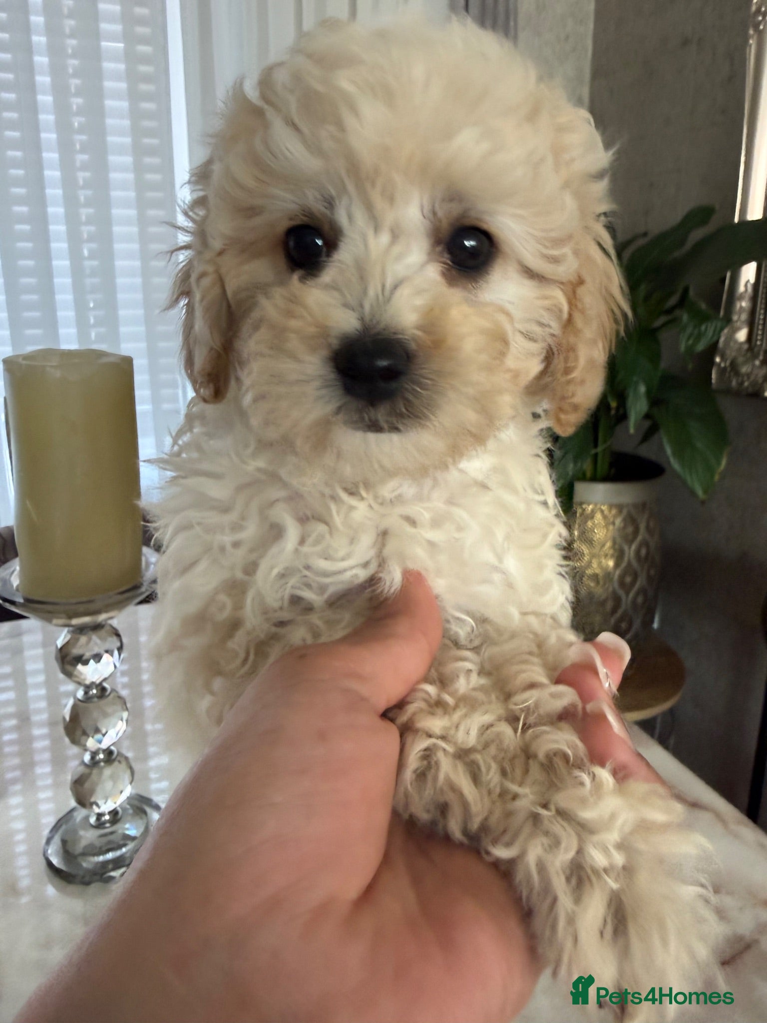 Toy Poodle dogs Already trained little Toy Poodles 🐶🐶 - Advert 2