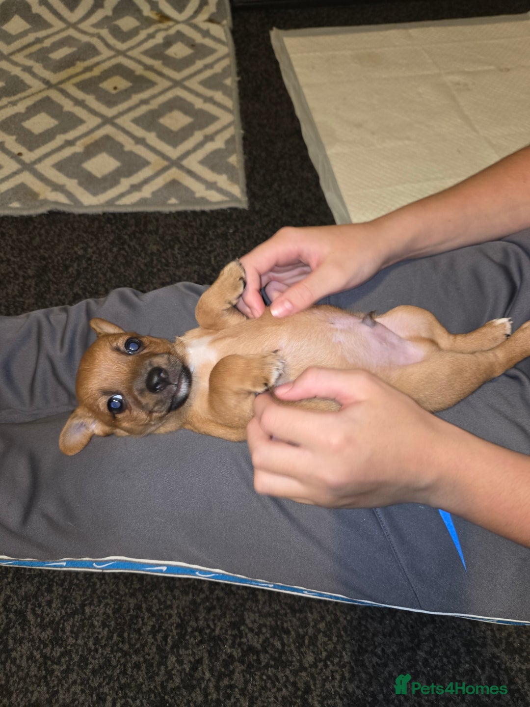 Jack Russell dogs for sale: Jack Russell puppies  - Advert 32