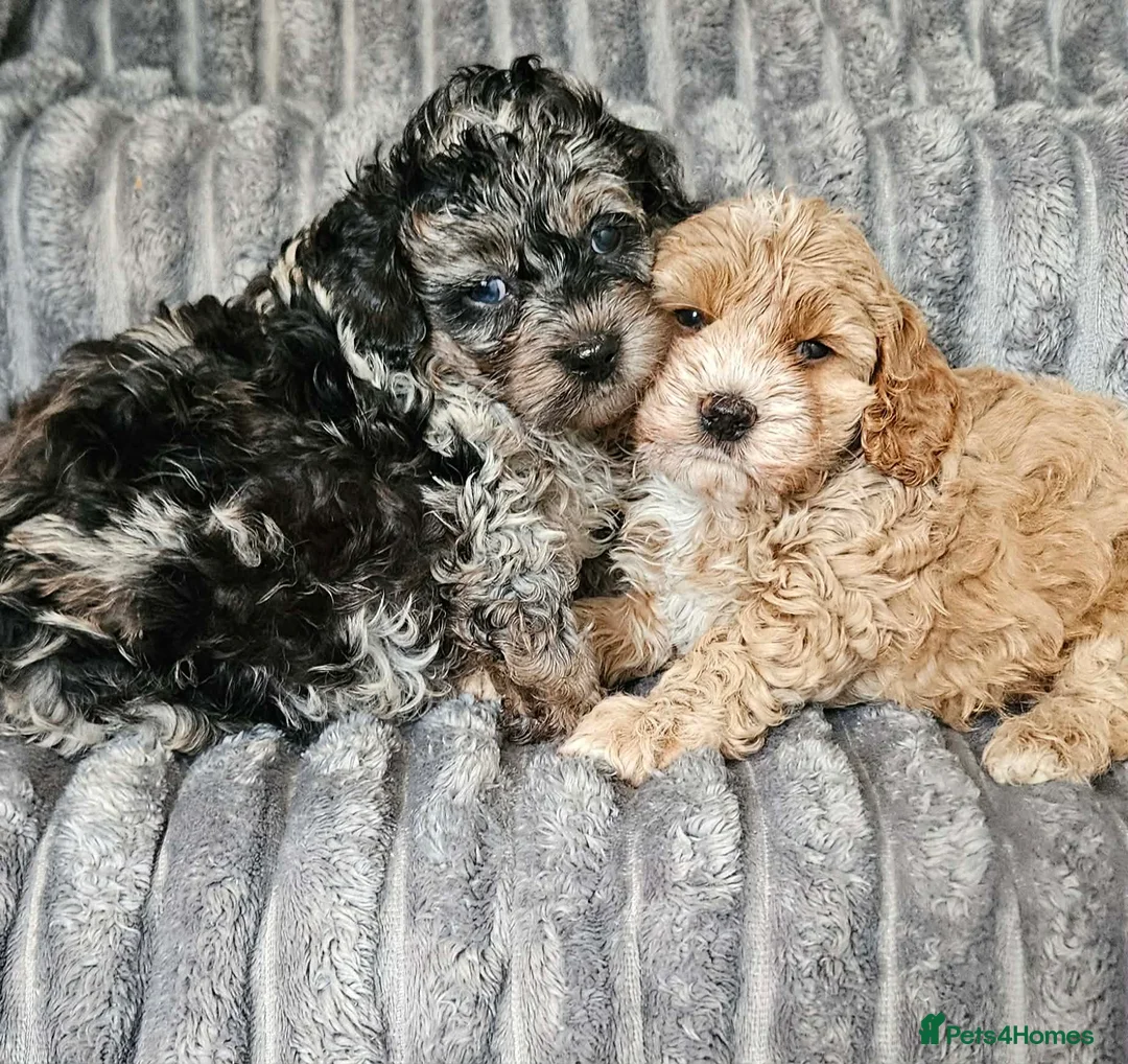 Cockapoo dogs for stud: Chester our F1 Proven cockapoo - Advert 2