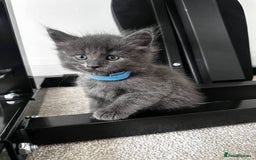 Maine Coon cats for sale: Rare Maine Coon/Russian Blue Kittens - Image 2