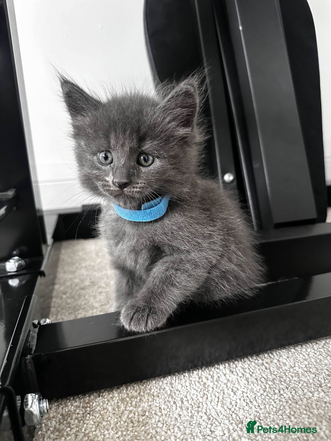 Maine Coon cats for sale: Rare Maine Coon/Russian Blue Kittens - Image 2