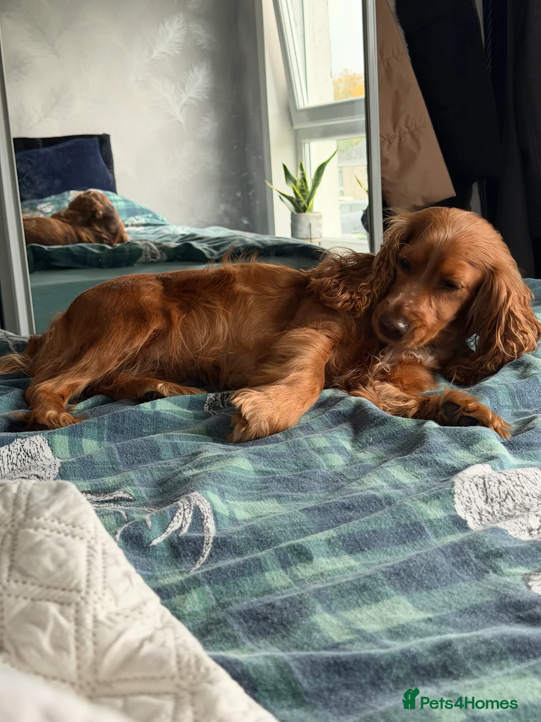 Gallery Image {{count}}