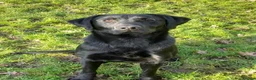 Labrador Retriever dogs for sale: Gus - one gorgeous boy available  - Advert 4