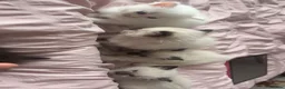Ragdoll cats for sale: Pure breed ragdolls  - Advert 4