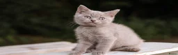 British Shorthair cats for sale: Stunning British Shorthair Kittens 🤍🐈 - Advert 18