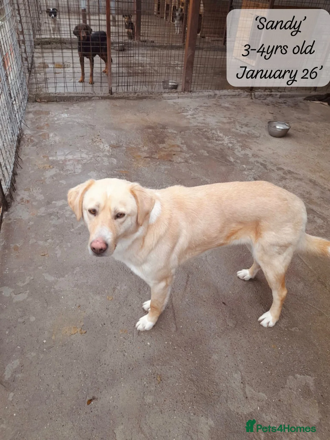 Mixed Breed dogs for adoption: Sandy, 3 yrs approx. Available for adoption. - Advert 2