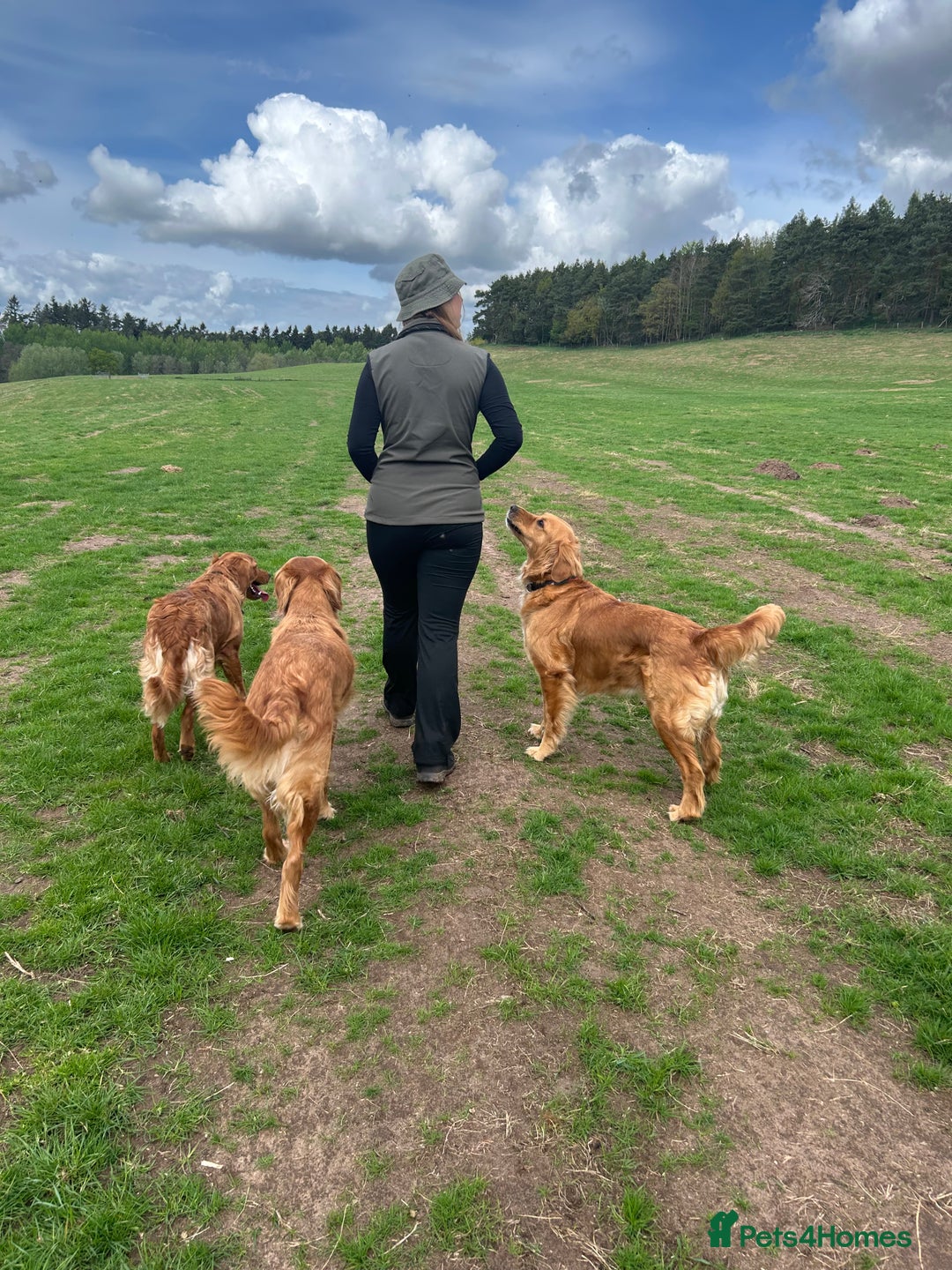 Golden Retriever dogs for sale: Lovely Litter 🐶 KC registered🐶health tested  - Advert 15
