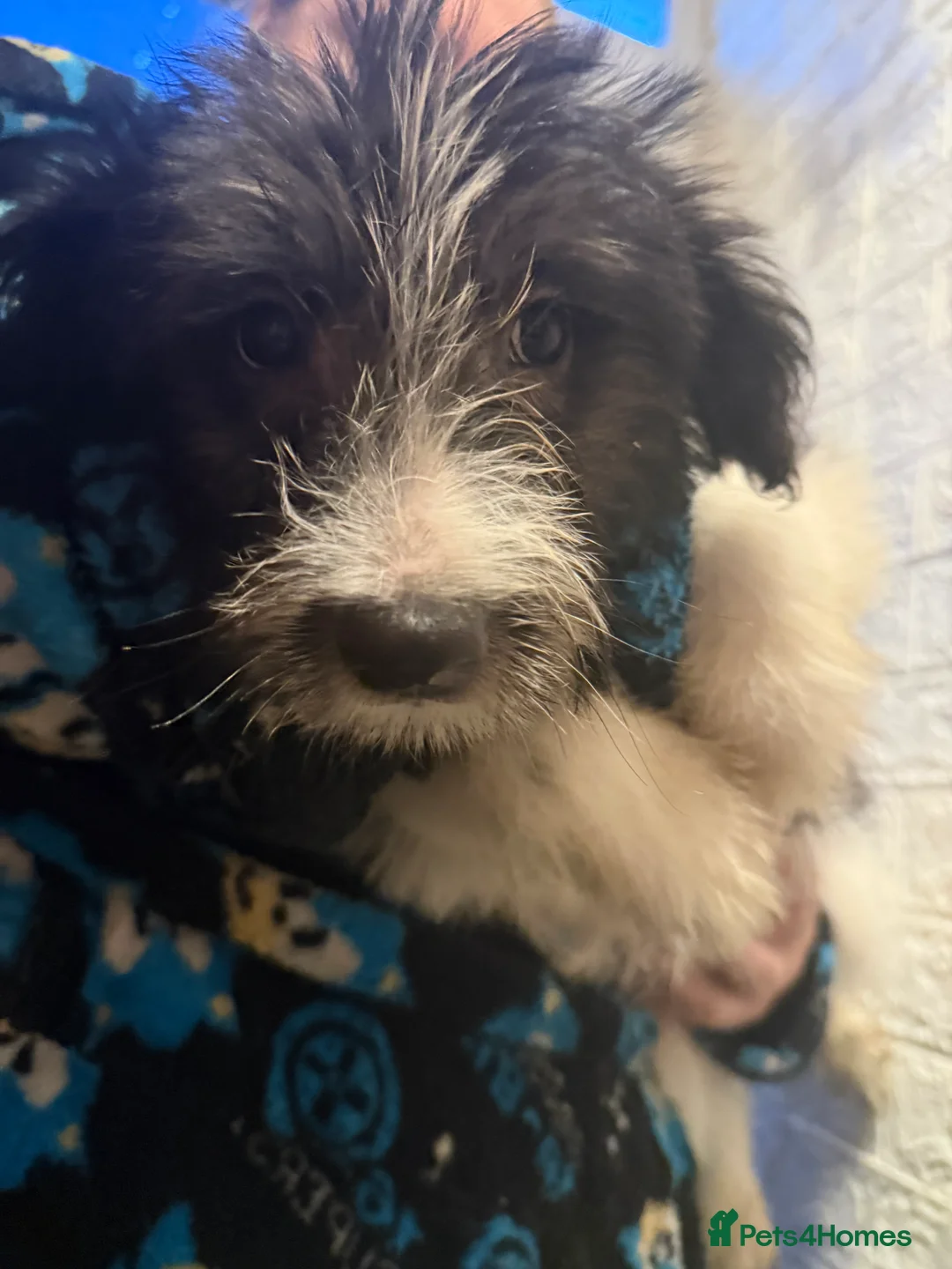 Mixed Breed dogs for sale: 6 Australian Shepherd X Springer x terrier puppies - Advert 11