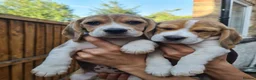 Beagle dogs for sale: Beagle puppies ready for love!! - Advert 1