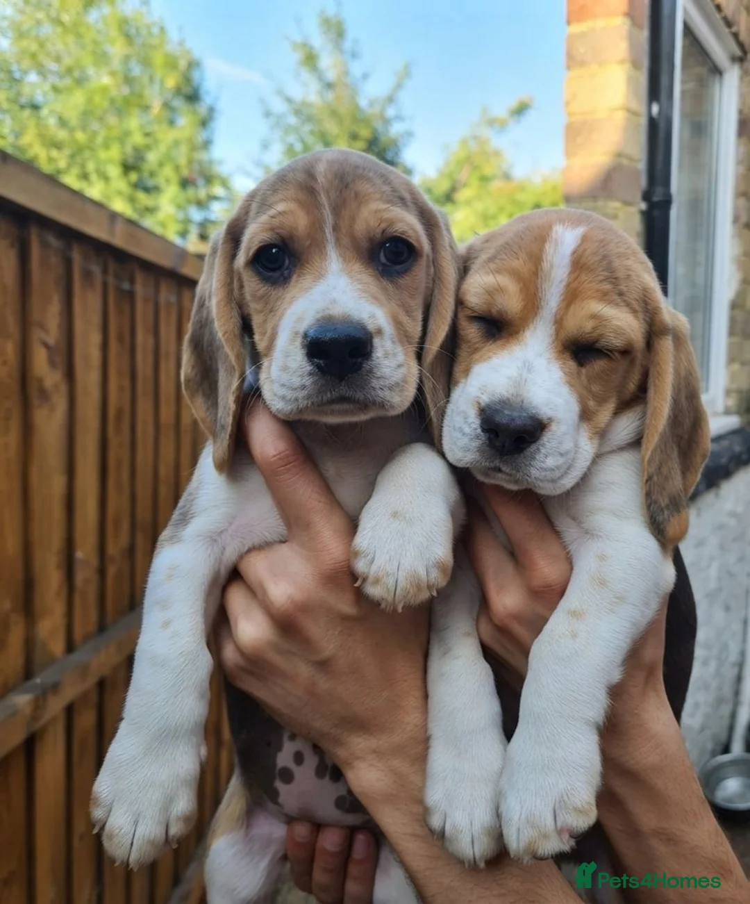 Beagle dogs for sale: Beagle puppies ready for love!! - Advert 1
