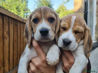 Beagle dogs Beagle puppies ready for love!! - Advert 4