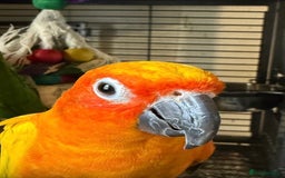 Conures birds for sale: Hand Reared Baby Sun & Yellow Sided  Conures  - Image 1