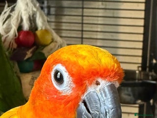 Conures birds - Advert 5