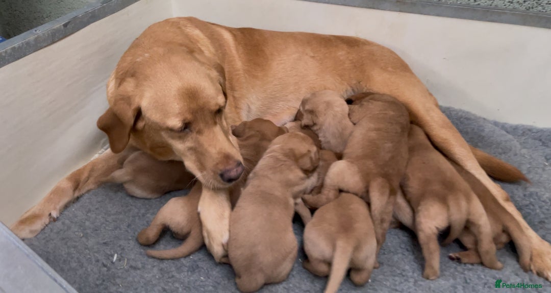 Labrador Retriever dogs for sale: KC Reg Fox Red/Yellow Labrador Pups Health Tested  - Advert 4