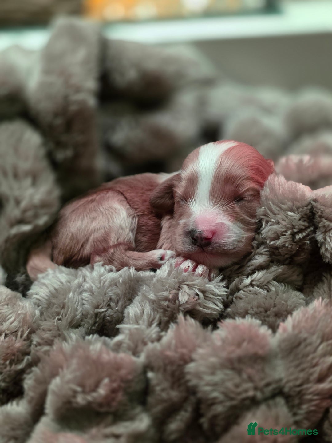 Cockapoo dogs for sale: ✨ Beautiful F2 Multi-Gen Cockapoo Puppies 4 Left - Image 1