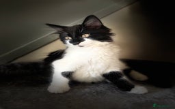 British Longhair cats for sale: Last ones of the litter  - Advert 4