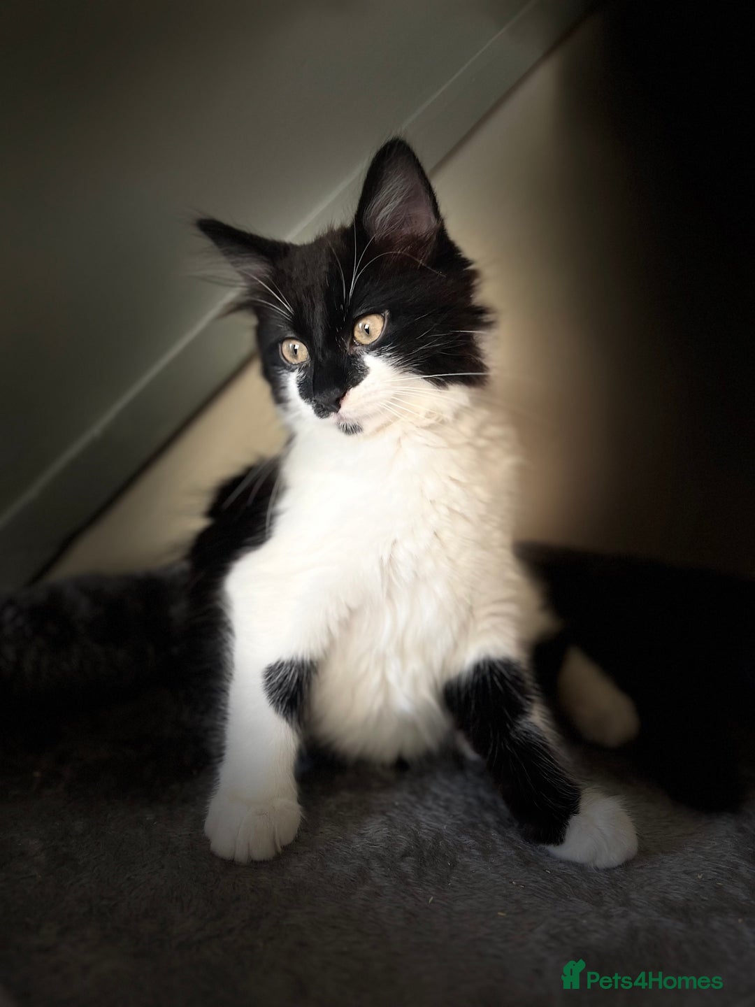 British Longhair cats for sale: Last ones of the litter  - Advert 4