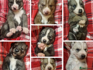 Siberian Husky dogs Beautiful full breed siberian husky Puppies ❤️ - Advert 8