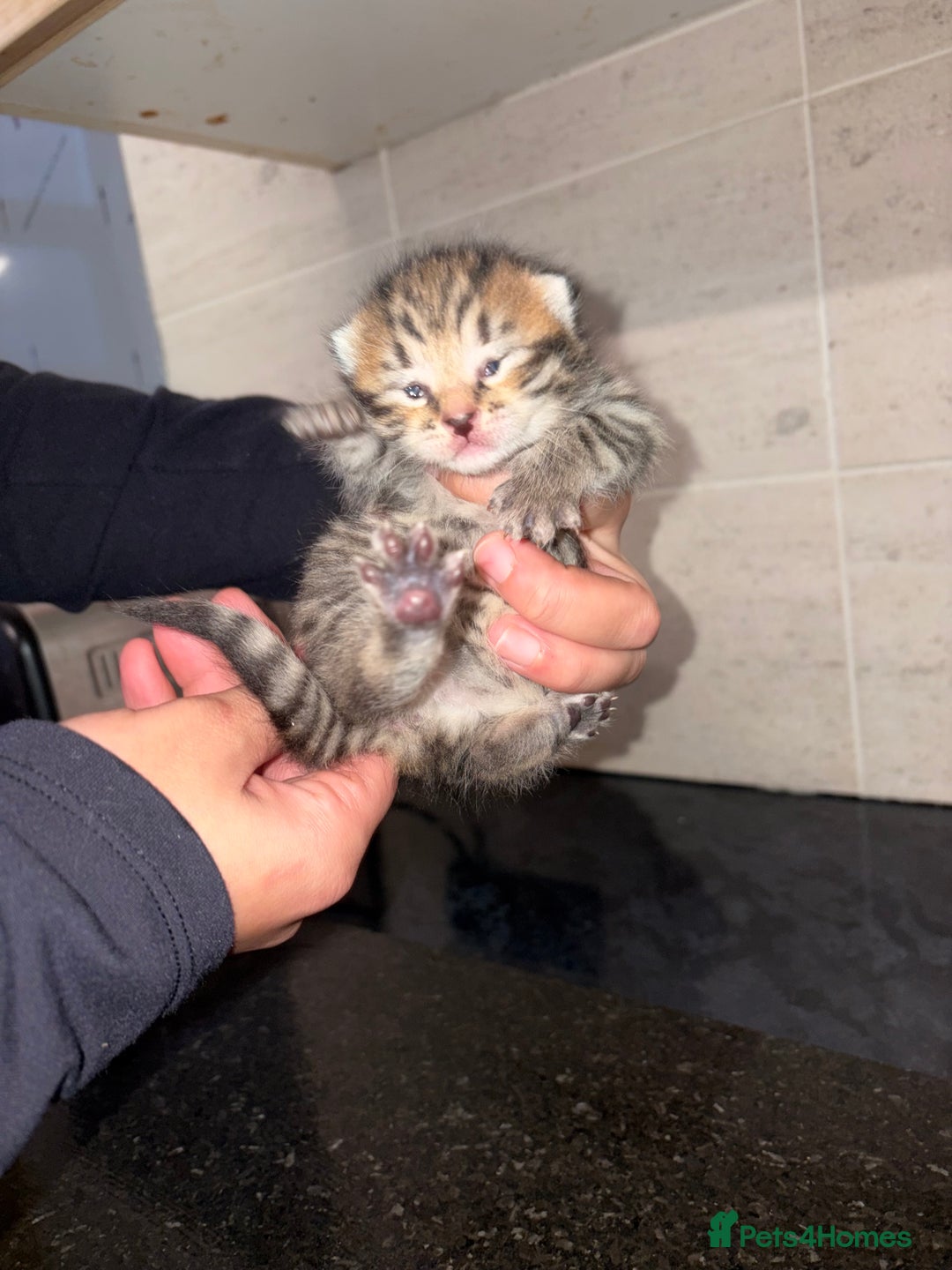 Bengal cats for sale: Bengal mixed Tabby - Advert 2