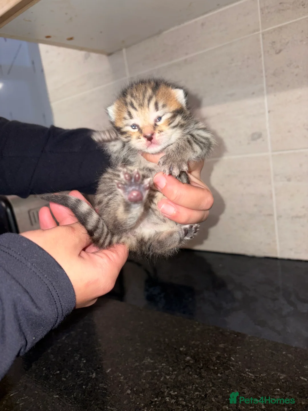 Bengal cats for sale: Bengal mixed Tabby - Advert 2