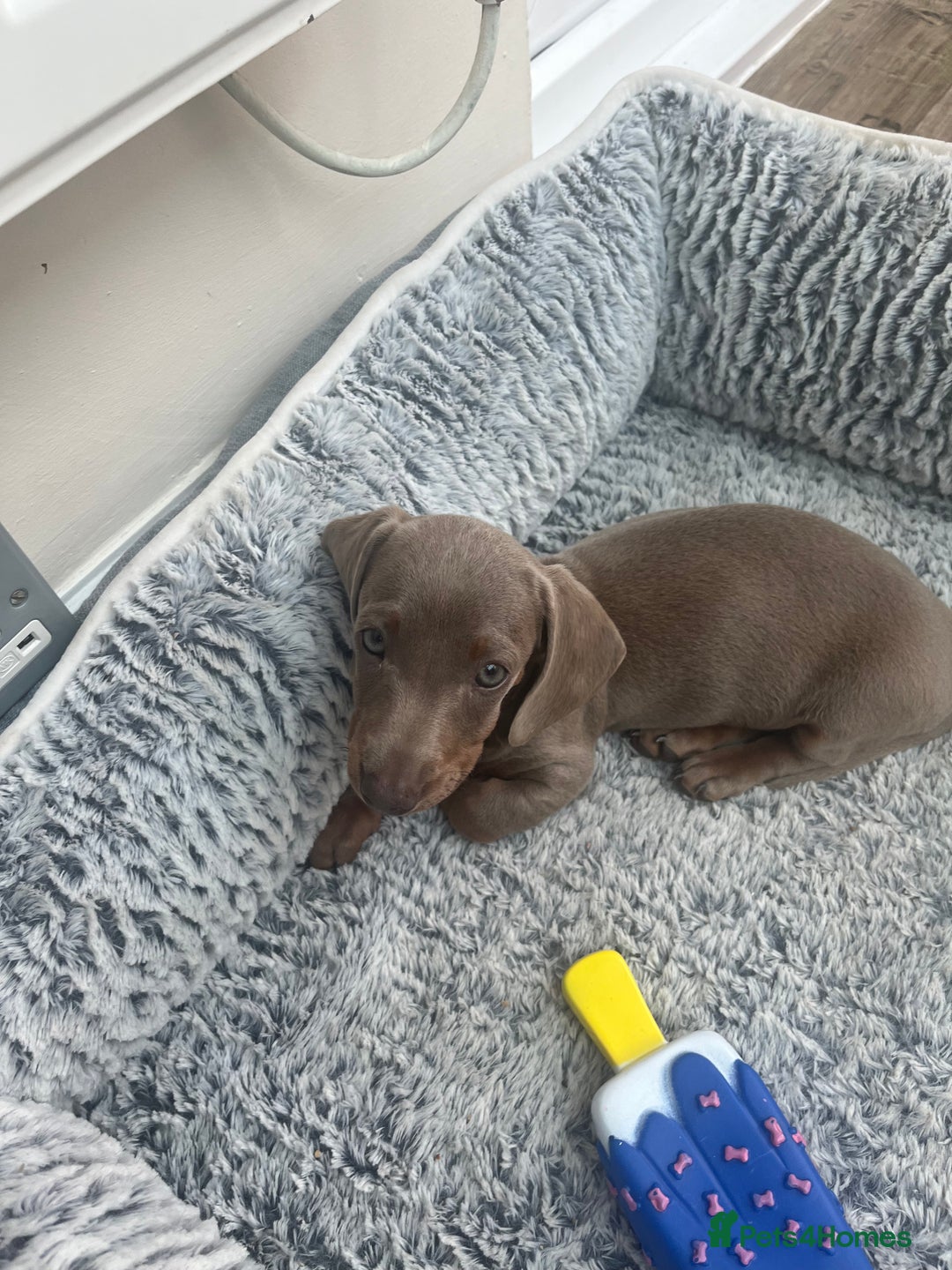Miniature Dachshund dogs for sale: Kc reg outstanding puppies - Image 5