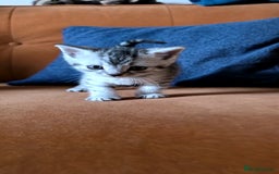 British Shorthair cats for sale: British shorthair x - Image 4