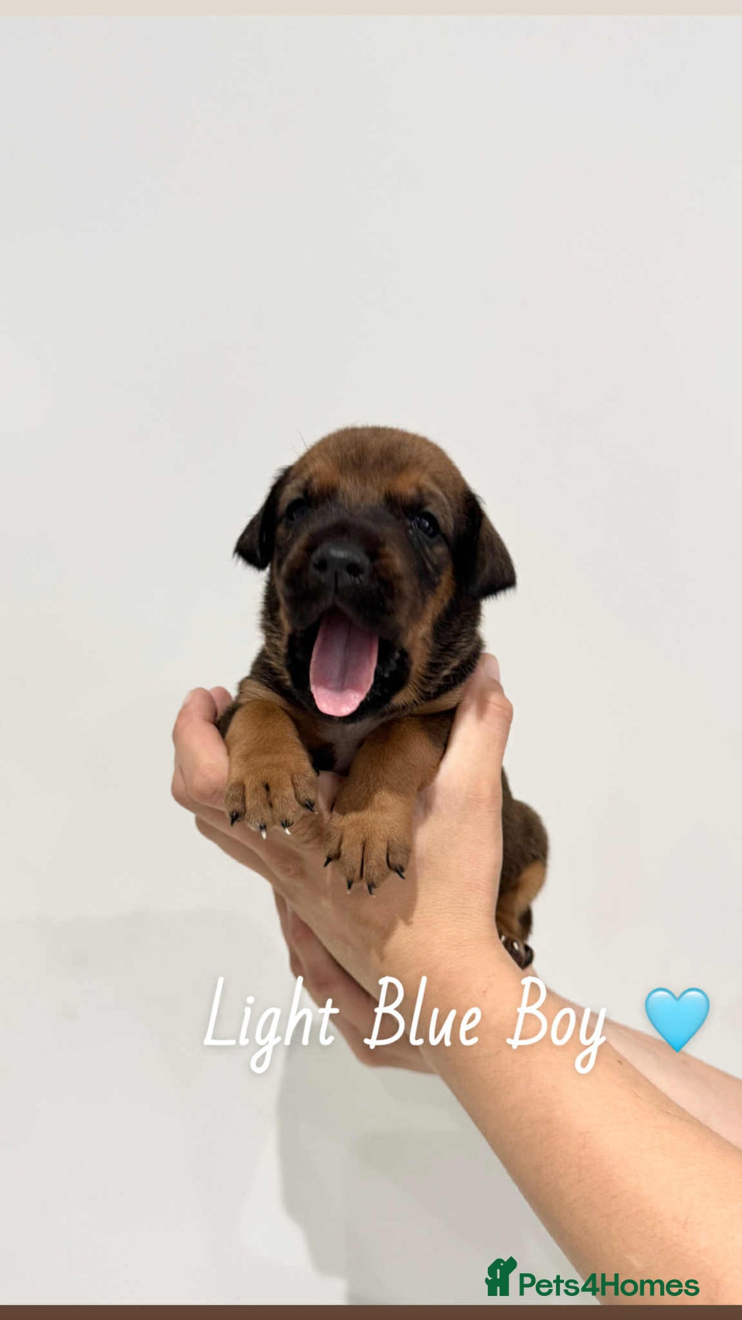 Mixed Breed dogs for sale: Doberman X XL Bully  - Image 29