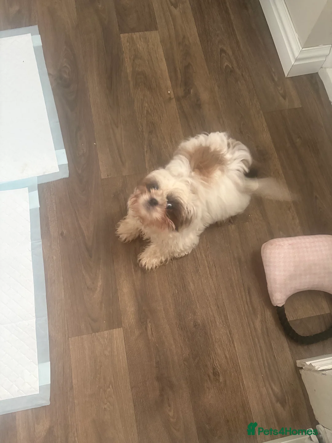 Shih Tzu dogs for sale: Puppy  - Advert 3