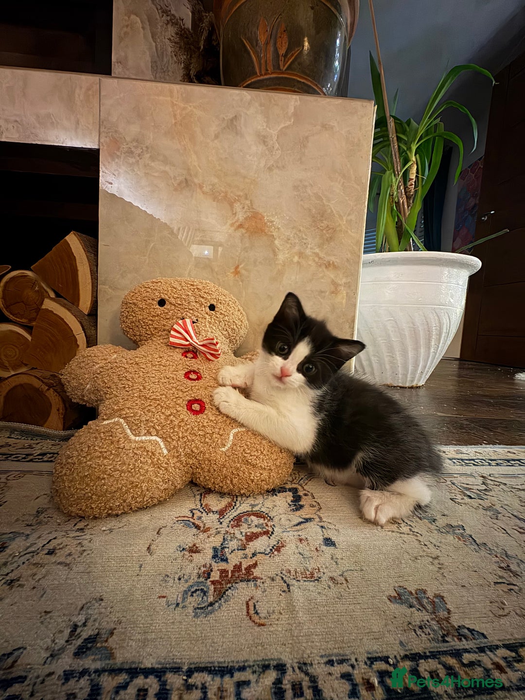 British Shorthair cats for sale: 1 boy and 1 girl - Advert 3