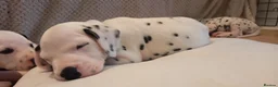 Dalmatian dogs for sale: Beautiful dalmatian puppies - Advert 5