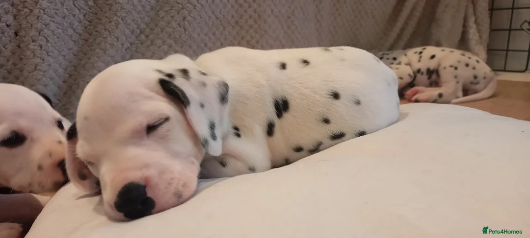 Dalmatian dogs for sale: Beautiful dalmatian puppies - Advert 5