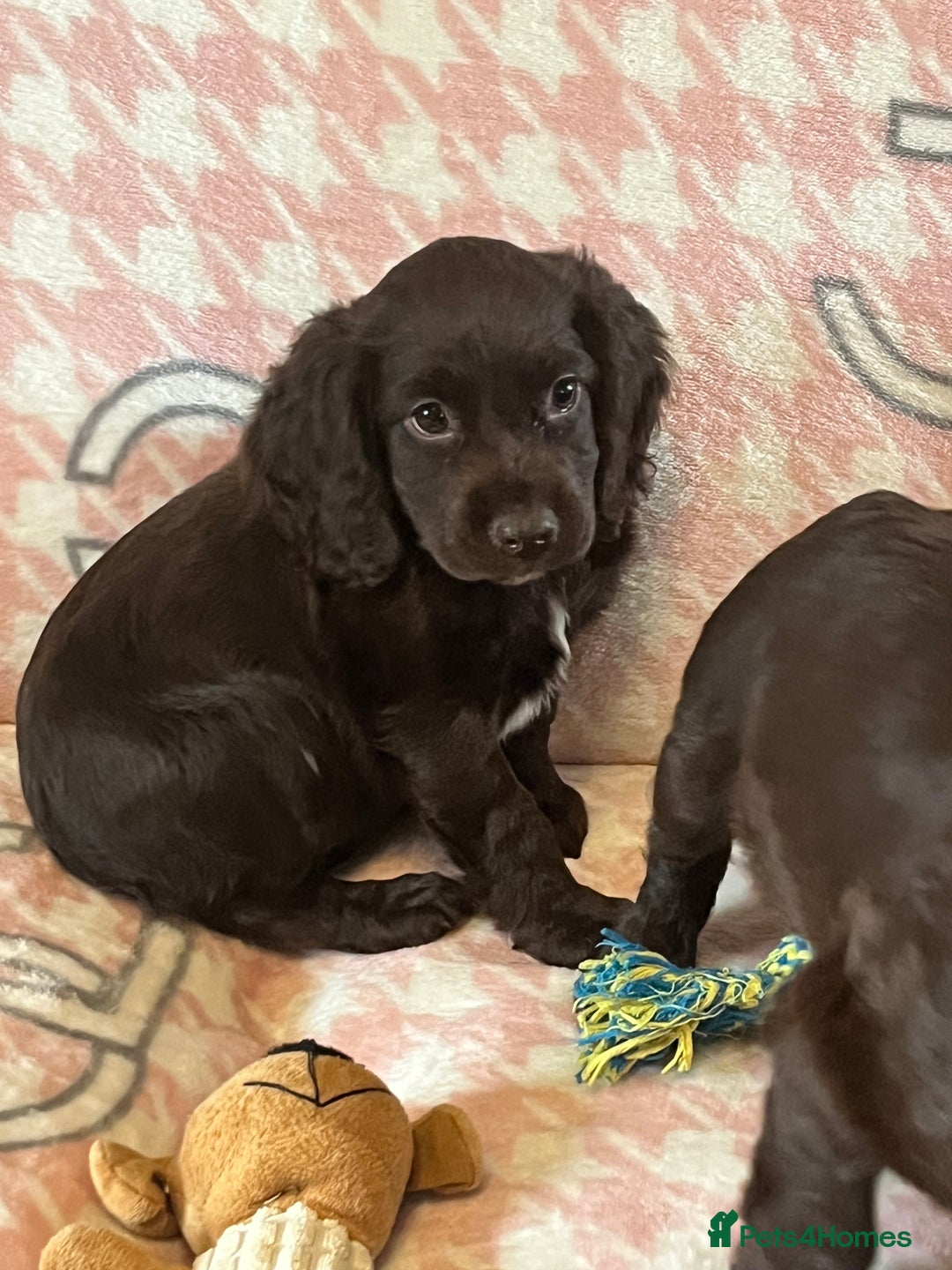 Cocker Spaniel dogs for sale: Cocker spaniel pups - Image 5